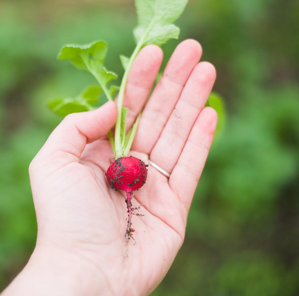 Photo d'un radis cultivé dans un potager tenu dans une main